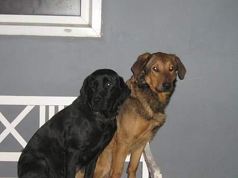 Blanding af racer Tyson - mig og min mor billede 5