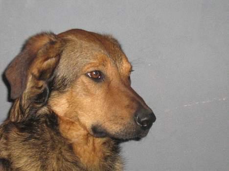 Blanding af racer Tyson - hvad mon han tænker ????????? billede 6