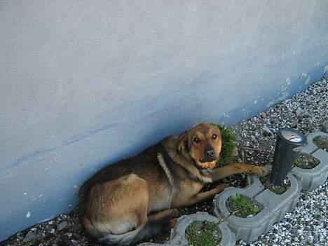 Blanding af racer Tyson - øv skal jeg allerede stå op              billede 7