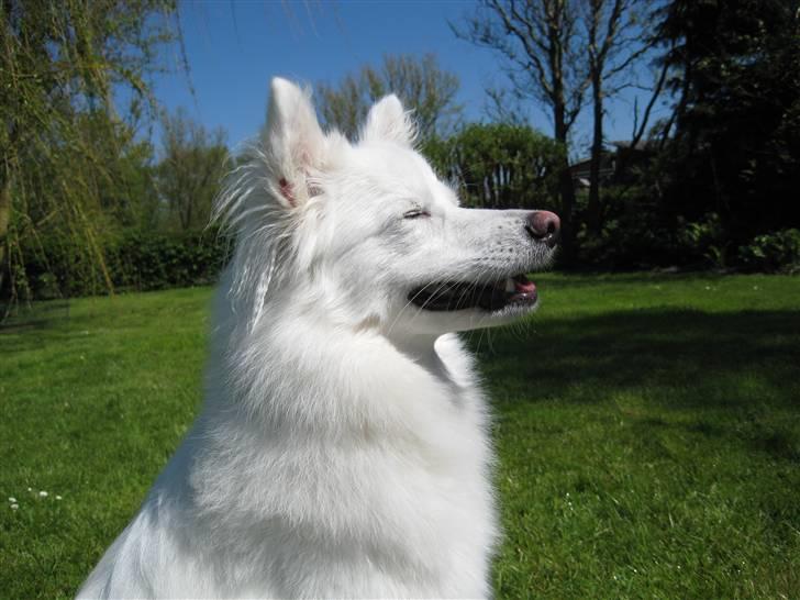 Japansk spids Miska aka smuksakken billede 11