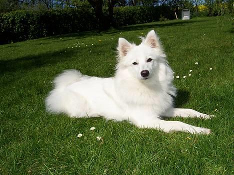 Japansk spids Miska aka smuksakken billede 12