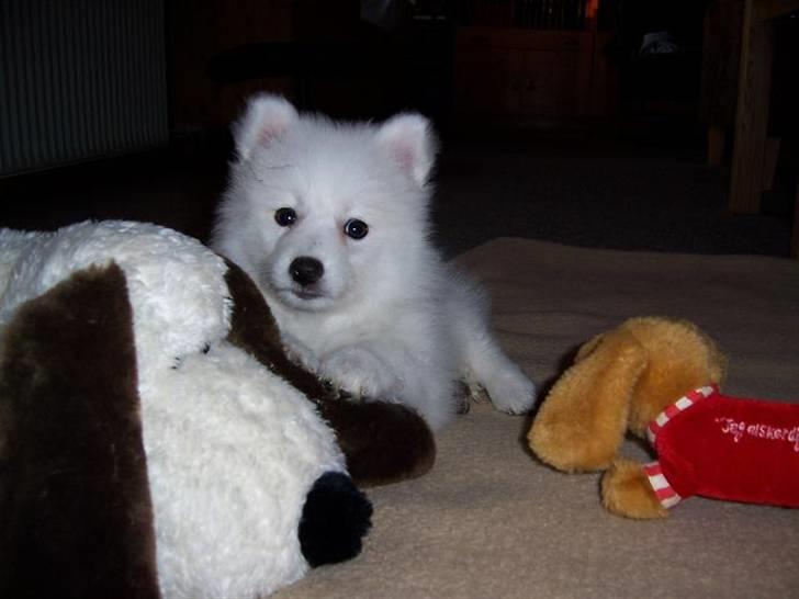 Japansk spids Miska aka smuksakken billede 13