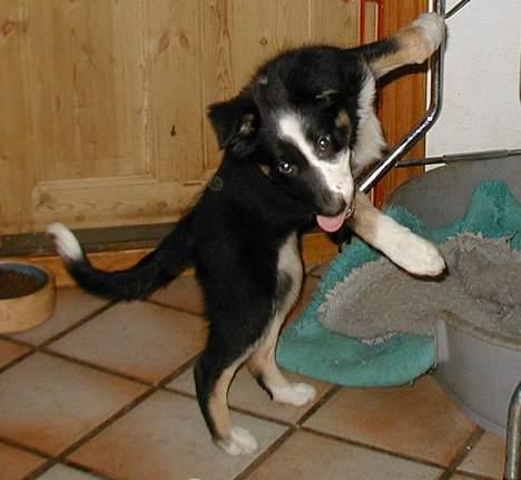 Border collie Maddie, stambogsnavn Emma (RIP 2020) - Mad Maddie billede 18