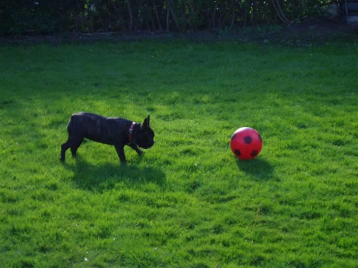 Fransk bulldog Fiona (død) - Landsholdet har endnu ikke opdaget mig, utroligt nok når man ellers er så god. billede 7