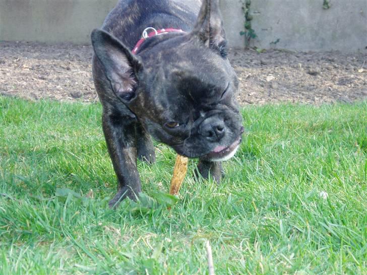 Fransk bulldog Fiona (død) - Jeg får mig lige en pind. billede 8