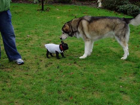Fransk bulldog Fiona (død) - Bedstemors hund, Chanko, den er godt nok stor.. billede 9