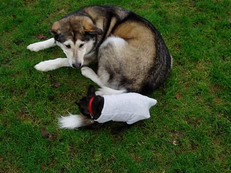 Fransk bulldog Fiona (død) - Ja, men lider vel lidt af hale jalousi. billede 10
