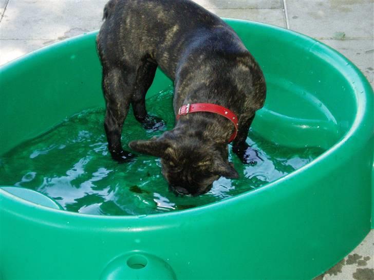 Fransk bulldog Fiona (død) - Mit helt eget badebassin, her bruger jeg meget tid på at drukne blade. billede 11