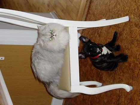 Fransk bulldog Fiona (død) - Vi sidder i stereo, mig og min Kammerat Jako. billede 12