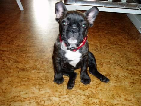 Fransk bulldog Fiona (død) - Sådan sidder en bulldog altså.... på ære.. især hvis man lige har en tot kattehår at gumle på. billede 13