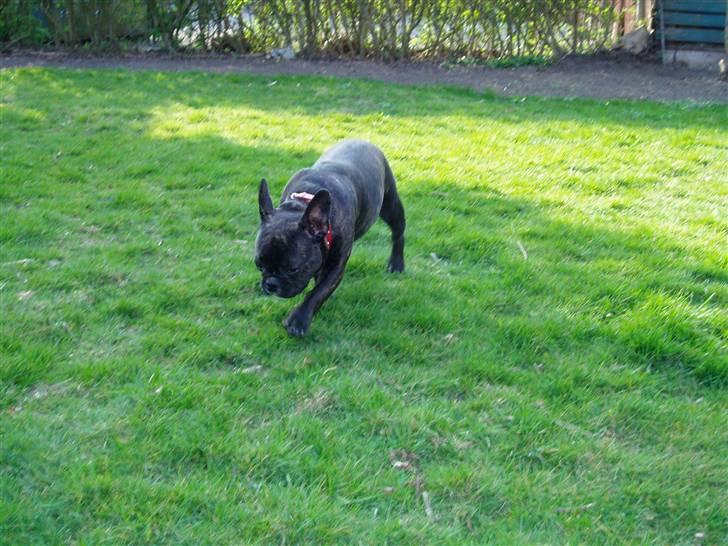 Fransk bulldog Fiona (død) - Konditionstræning, dog i små intervaller. billede 14