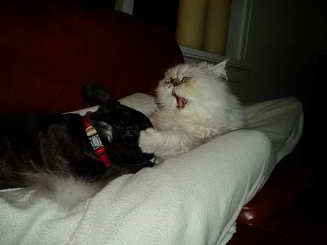 Fransk bulldog Fiona (død) - Okay, jeg indrømmer... måske bed jeg lidt hårdt. billede 15