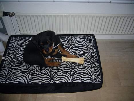 Rottweiler Vom Hause Luna's Bodie billede 14