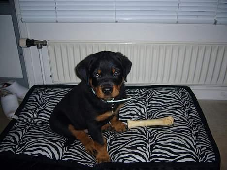 Rottweiler Vom Hause Luna's Bodie billede 15