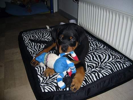 Rottweiler Vom Hause Luna's Bodie billede 16