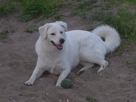 Blanding af racer Basse - Basse billede 1