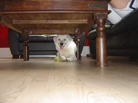 Blanding af racer Basse billede 2