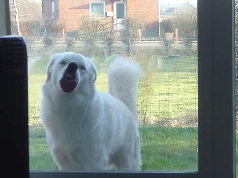 Blanding af racer Basse billede 3