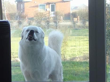 Blanding af racer Basse billede 4