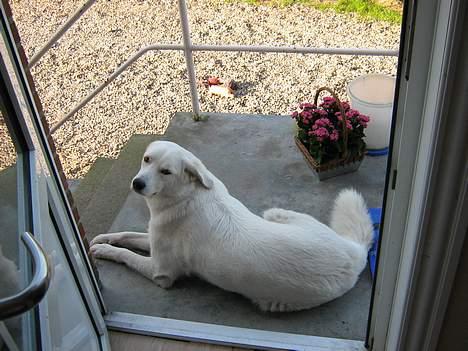 Blanding af racer Basse billede 5