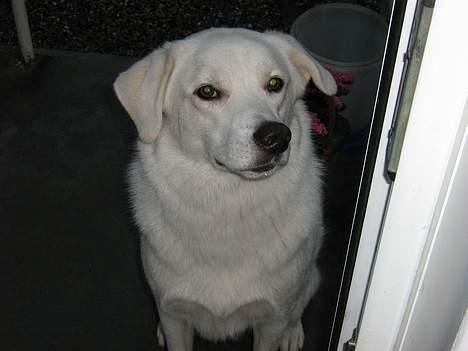 Blanding af racer Basse billede 6