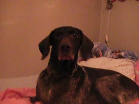 Korthåret hønsehund Bianca billede 1