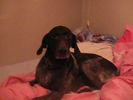 Korthåret hønsehund Bianca billede 2