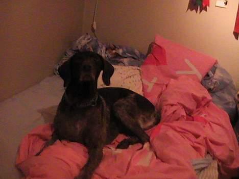 Korthåret hønsehund Bianca billede 3