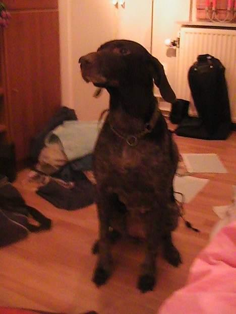 Korthåret hønsehund Bianca billede 4