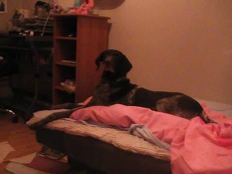 Korthåret hønsehund Bianca billede 5