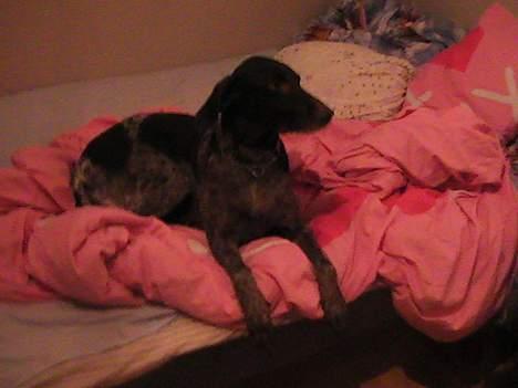 Korthåret hønsehund Bianca billede 6