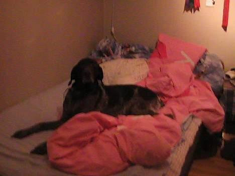 Korthåret hønsehund Bianca billede 7