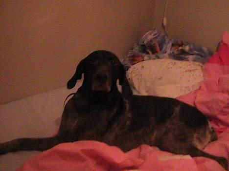 Korthåret hønsehund Bianca billede 8