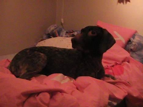 Korthåret hønsehund Debbie billede 15