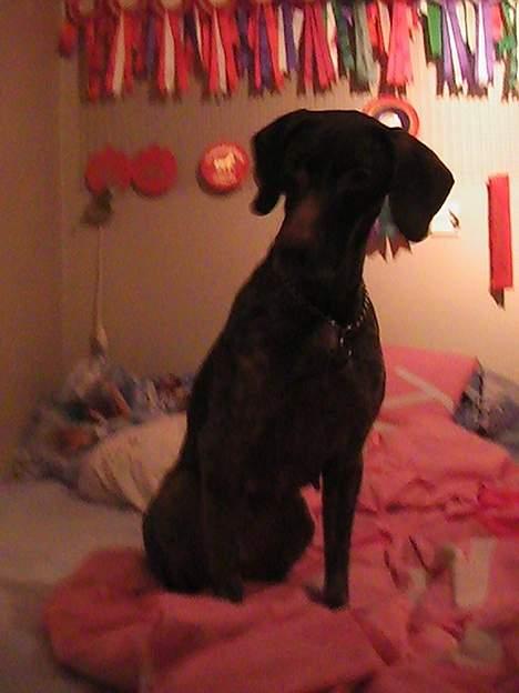 Korthåret hønsehund Debbie billede 17