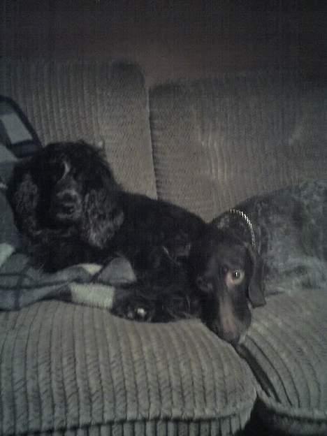 Cocker spaniel Rosa billede 11