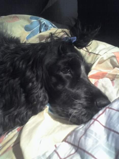 Cocker spaniel Rosa billede 12