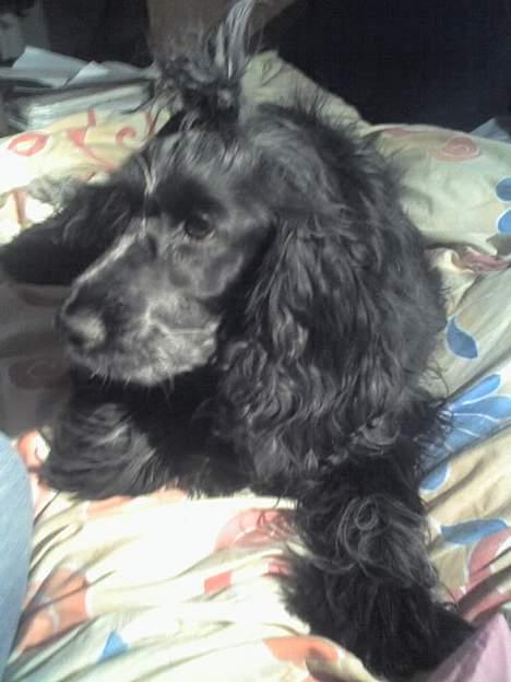 Cocker spaniel Rosa billede 13