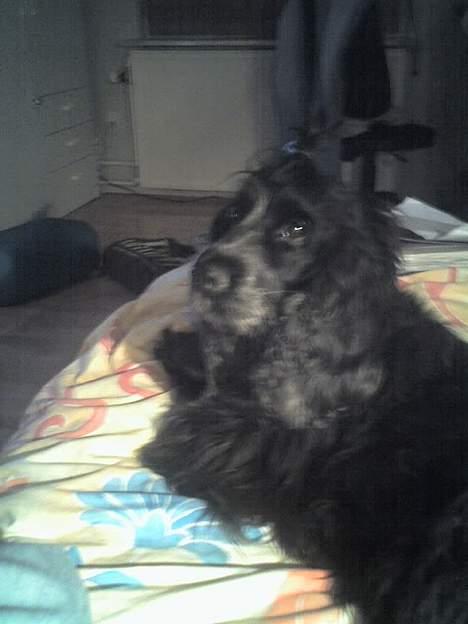 Cocker spaniel Rosa billede 14