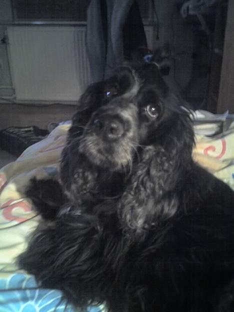 Cocker spaniel Rosa billede 15