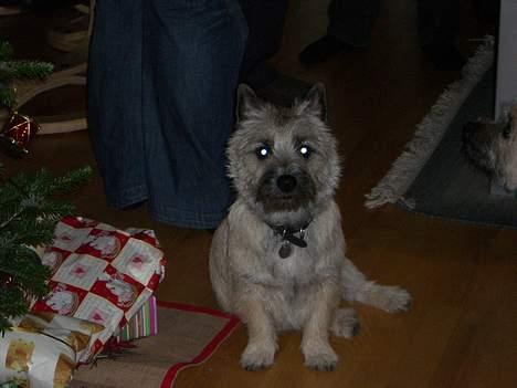 Cairn terrier Tjavs - så er det JUL billede 5