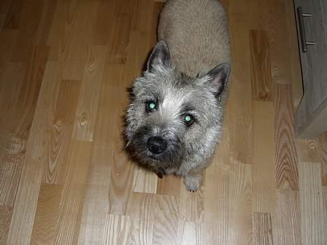 Cairn terrier Tjavs - jeg ved godt at jeg er sød billede 6