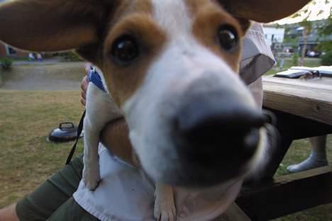 Dansk svensk gaardhund Scotty - As close as it gets.... billede 1