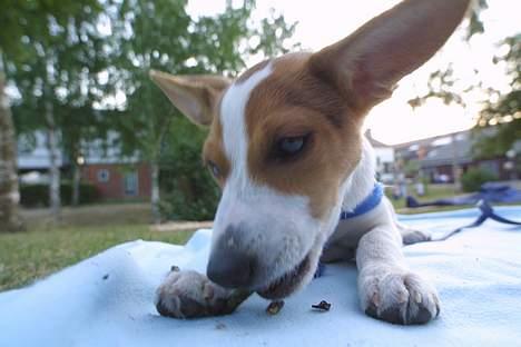 Dansk svensk gaardhund Scotty - Jeg mistænker stadig Scotty´s mor for en affære med en flagermus..... billede 2