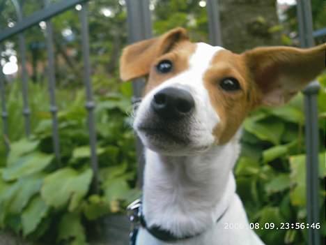 Dansk svensk gaardhund Scotty - Her er han så til hans første hundedag i Tivoli i København. billede 3