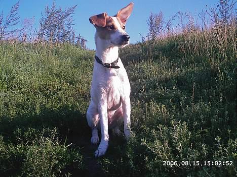 Dansk svensk gaardhund Scotty - Kongen af bjerget (Oxbjerget Hvissinge) billede 4