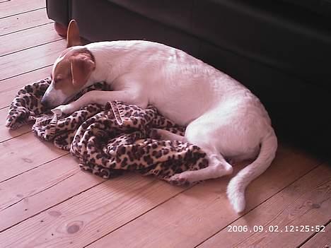 Dansk svensk gaardhund Scotty - Er han ik´ dejlig når han for en gangs skyld sover?? billede 5