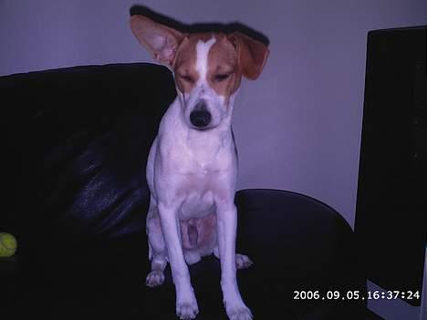 Dansk svensk gaardhund Scotty - Jeg er IKKE træt... billede 6