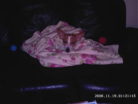 Dansk svensk gaardhund Scotty - Lidt puttegris er der vist alligevel i den lille herre ;) billede 7