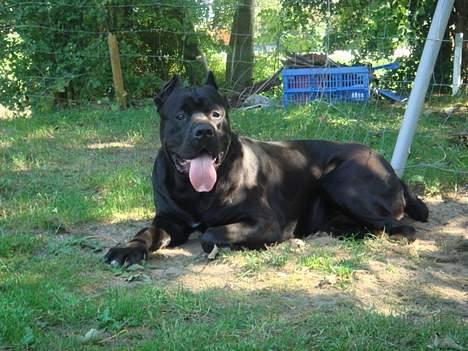 Cane corso Tyson - ligger lige i skyggen, tysons plads..! billede 1